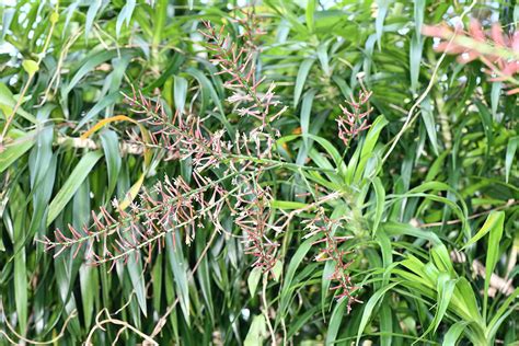 細葉百合竹|百合竹 (Dracaena reflexa)